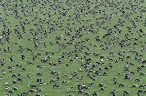 Brent GOOSE - flock feeding on coastal meadow