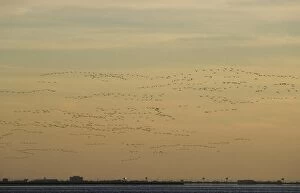 Bernicla Gallery: Brent Goose - flock in flight with Atlantic City