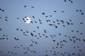 Branta Gallery: Brent Goose - flock in flight against full moon