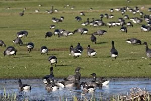 Brent goose - a flock of geese feeding on short grass and on a freshwater pool