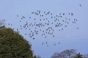 Brent goose - a flock of geese moving off to feeding grounds