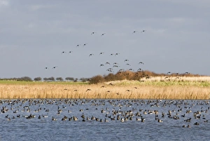 Brent Goose - Flock on water others landing for a drink and wash Brent Goose - Flock on water others landing for a drink and wash