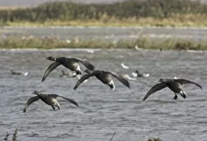 Images Dated 9th November 2007: Brent Goose - Flying over flooded marshland by salt water -Salthouse - North - Norfolk UK