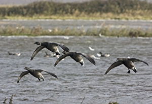 Images Dated 9th November 2007: Brent Goose - Flying over flooded marshland by salt water