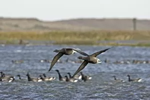 Images Dated 9th November 2007: Brent Goose - Flying over flooded marshland by salt water