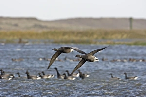Images Dated 9th November 2007: Brent Goose - Flying over flooded marshland by salt water