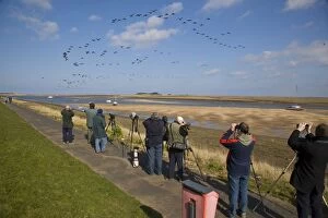 Birdwatchers Gallery: Brent Goose - Flying off saltmarsh with watching