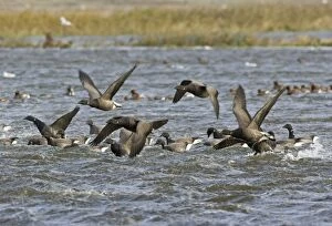 Images Dated 9th November 2007: Brent Goose - Flying swimming over flooded marshland by salt water