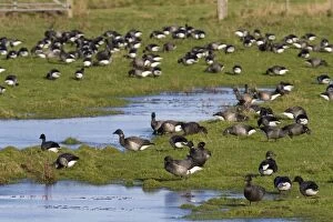 Brent Goose Gallery: Brent Goose - Large flock of geese grazing on flooded grassland next to the coast