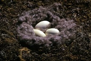 Branta Gallery: Brent Goose - nest with eggs