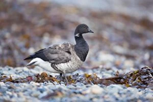 Images Dated 3rd January 2011: Brent Goose - Newlyn - Cornwall - UK