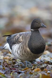 Images Dated 3rd January 2011: Brent Goose - Newlyn - Cornwall - UK