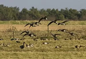 Brent Goose - Small flock landing in grassfield
