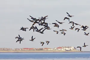 Images Dated 24th July 2007: Brent Goose - Winter Flock in Flight Branta bernicula Whitstable, Kent BI012927