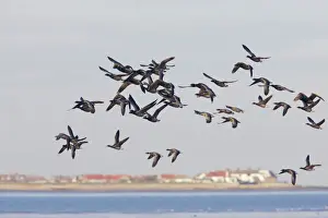 Flocks Prints: Brent Goose - Winter Flock in Flight Branta bernicula Whitstable, Kent BI012927