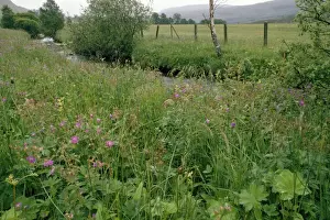 Cranesbill Prints: Brerechan Hay Meadow - with Wood Cranes-bill Tayside, Scotland