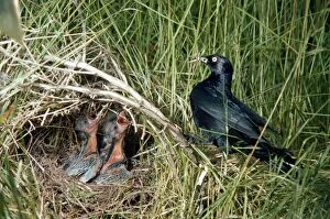 Blackbird Gallery: Brewer's Blackbird - adult feeding young at nest