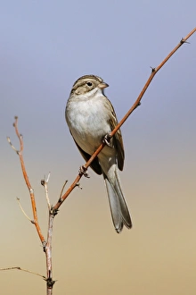 Images Dated 25th February 2007: Brewer's Sparrow