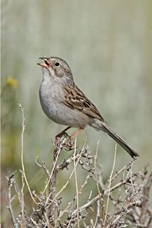 Images Dated 3rd July 2005: Brewer's Sparrow, Spizella breweri