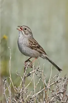 Spizella Prints: Brewer's Sparrow, Spizella breweri