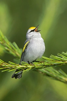Images Dated 11th June 2004: Brewster's Warbler - hybrid between Blue-winged Warbler, Vermivora pinus and a Golden-winged Warbler