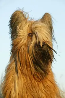 Briard Prints: Briard