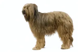 Briard / Berger de Brie