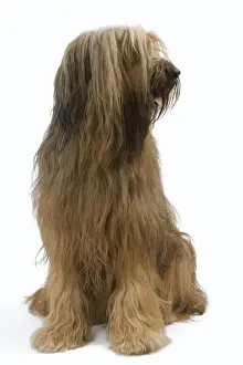 Briard / Berger de Brie