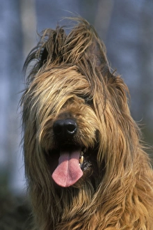 Berger De Brie Collection: Briard / Berger de Brie DOG