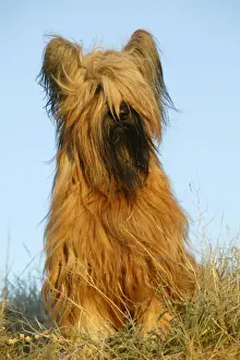 Briard Dog Print LA-696 by Jean Michel Art Prints