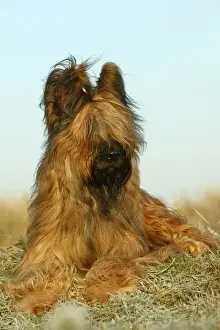Briard Dog