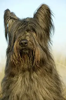 Briard Dog
