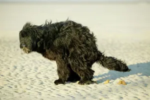 Faeces Prints: Briard Dog Defacating on the beach