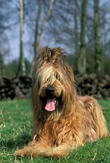 Berger De Brie Collection: Briard Dog - lying down