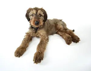 Briard Dog - puppy