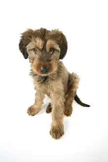 Briard Dog - puppy
