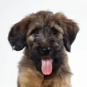 Briard Prints: Briard Dog - Puppy