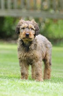Berger De Brie Collection: Briard Dog - puppy on grass