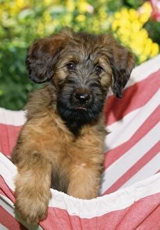 Berger De Brie Collection: Briard Dog - puppy in hammock