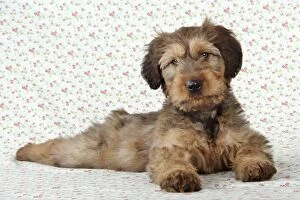 Berger De Brie Collection: Briard Dog - puppy laying down with flower background