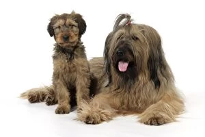 Images Dated 3rd May 2009: Briard Dog - puppy with parent