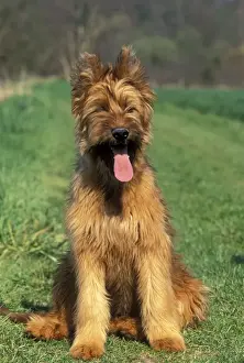 Briard Dog LA-1385 Art Prints, Posters Puzzles from Ardea - Main Image