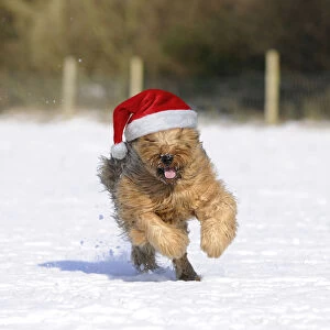 Briard Dog running through the snow wearing a Christmas hat