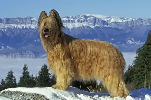 Briard Prints: Briard Dog - In snow. Mountains in background