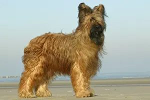 Briard Prints: Briard Dog Standing on beach