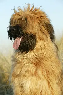 Briard Prints: Briard Dog with tongue sticking out