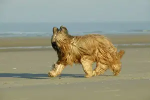 Briard Prints: Briard Dog Walking on beach