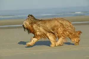 Briard Prints: Briard Dog Walking on beach