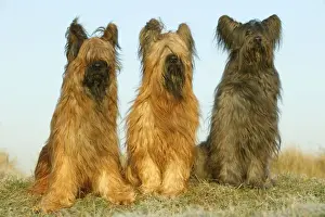 Briard Dogs