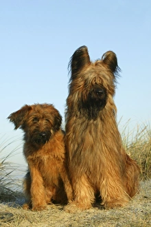 Briard Dog - sitting